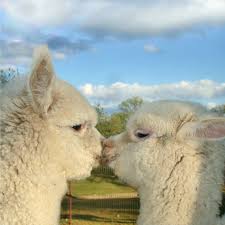 Image result for alpacas KISSING