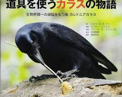 カラスが道具を使うの画像