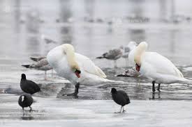 Meteo București: Vremea se răcește semnificativ, va ninge slab și maximele termice ajung la -2 grade, în următoarele zile