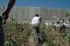 Image result for israeli wall