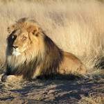 Three poachers become lunch lions