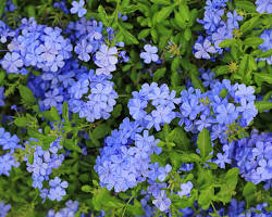 Image of Plumbago flowers