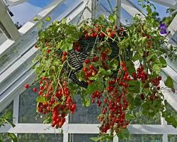 Image of Tomato plant with stake in hanging basket