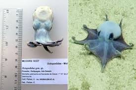Tiny, Blue Deep-Sea Octopus Species Discovered Near the ...