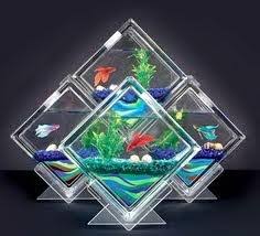 Image result for betta fish tank