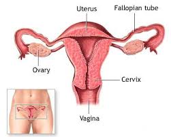 Image result for how to insert male organ into female organ