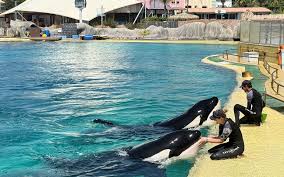 Marineland Antibes : Entre Bilan Amer et Avenir Incertain