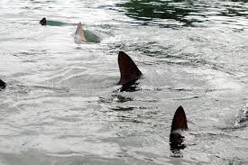 Nearly 30 dead sharks washed ashore in Sea Isle City, N.J.