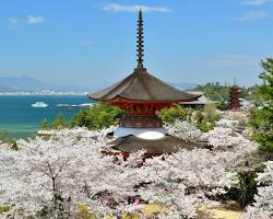 厳島神社の桜の画像