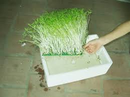 Image result for RAU MẦM CẢI XANH