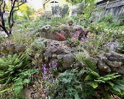 Image of beautiful California native garden