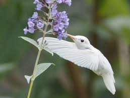 Resultado de imagen para colibri azul