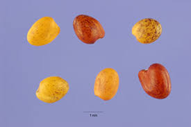Plants Profile for Trifolium fragiferum (strawberry clover)