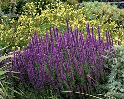 Nepeta tuberosa - Buy Online at Annie's Annuals