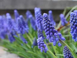 All About Muscari