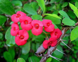 Image of Crown of Thorns flower
