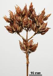 Taxon Profile | Hypericum montanum - Flora of New Zealand