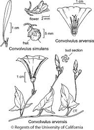 Convolvulus arvensis