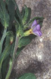 Convolvulus pentapetaloides L. | Plants of the World Online | Kew ...
