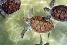Image result for turtle farm