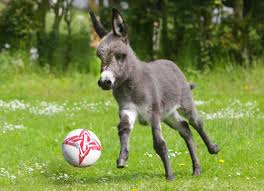 Image result for donkey with a football