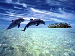 Resultado de imagen para ecologia poblacional delfines