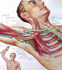Sindrome dello stretto toracico superiore, vertebre costolate