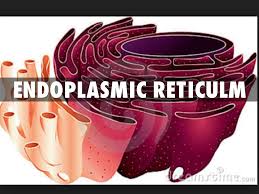 Afbeeldingsresultaat voor endoplasmic reticulum