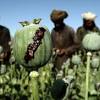 Story image for afghanistan opium from Business Insider