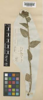 Campanula foliosa Ten. | Plants of the World Online | Kew Science