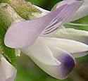 Astragalus alpinus (Alpine Milkvetch): Minnesota Wildflowers