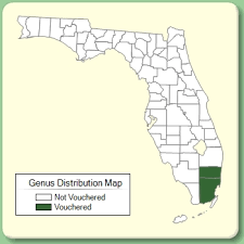 Philodendron - Genus Page - ISB: Atlas of Florida Plants