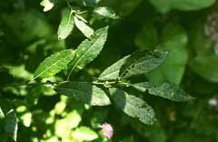 Salix appendiculata PFAF Plant Database
