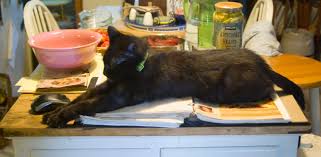 Image result for cats in the kitchen
