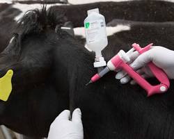 Image of cow being vaccinated