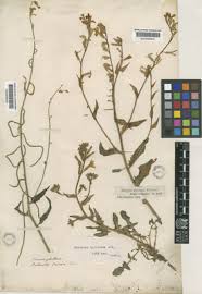 Hesperis laciniata All. | Plants of the World Online | Kew Science