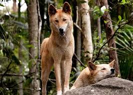 Do Dingoes Make Good Pets? Everything You Need to Know | Pet ...