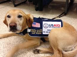 Image result for usaid dog