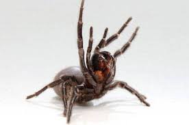 Image result for aranha venenosa IMAGEM ILUSTRATIVA