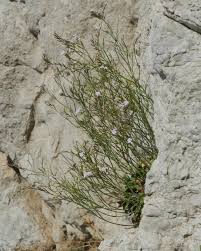 Limonium panormitanum (Tod.) Pignatti - Riserva di Capo Gallo