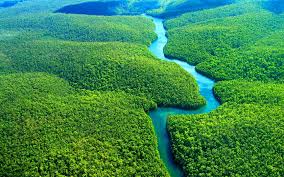 Image result for amazon forest