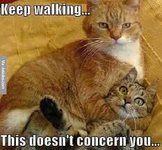 Funny cat meme | Funny Dirty Adult Jokes, Memes &amp; Pictures via Relatably.com