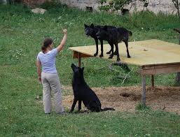 Image result for domestication of wolves and dogs