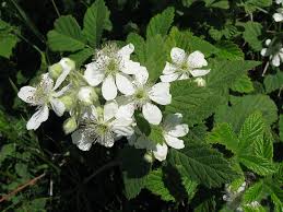 Scheda IPFI, Acta Plantarum Rubus_canescens