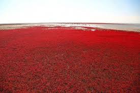Red beach in China Images?q=tbn:ANd9GcQ2va9nOQNlbhLLfOoHC4qou2xUcLhzVEFK05ZLr7p5evzkTvaM