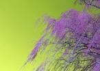 purple willow