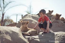Image result for boy lion cub