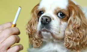 Resultado de imagen para imagenes de fumadores pasivos humanos y mascotas