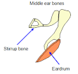 stirrup bone