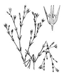 Bufonia tenuifolia L., Buffonia tenuifolia (Nordafrica) - Pl@ntNet ...